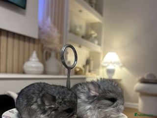 Chinchilla rodents - Advert 11