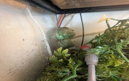 Frog reptiles for sale: Downsizing tree frogs  - Image 3