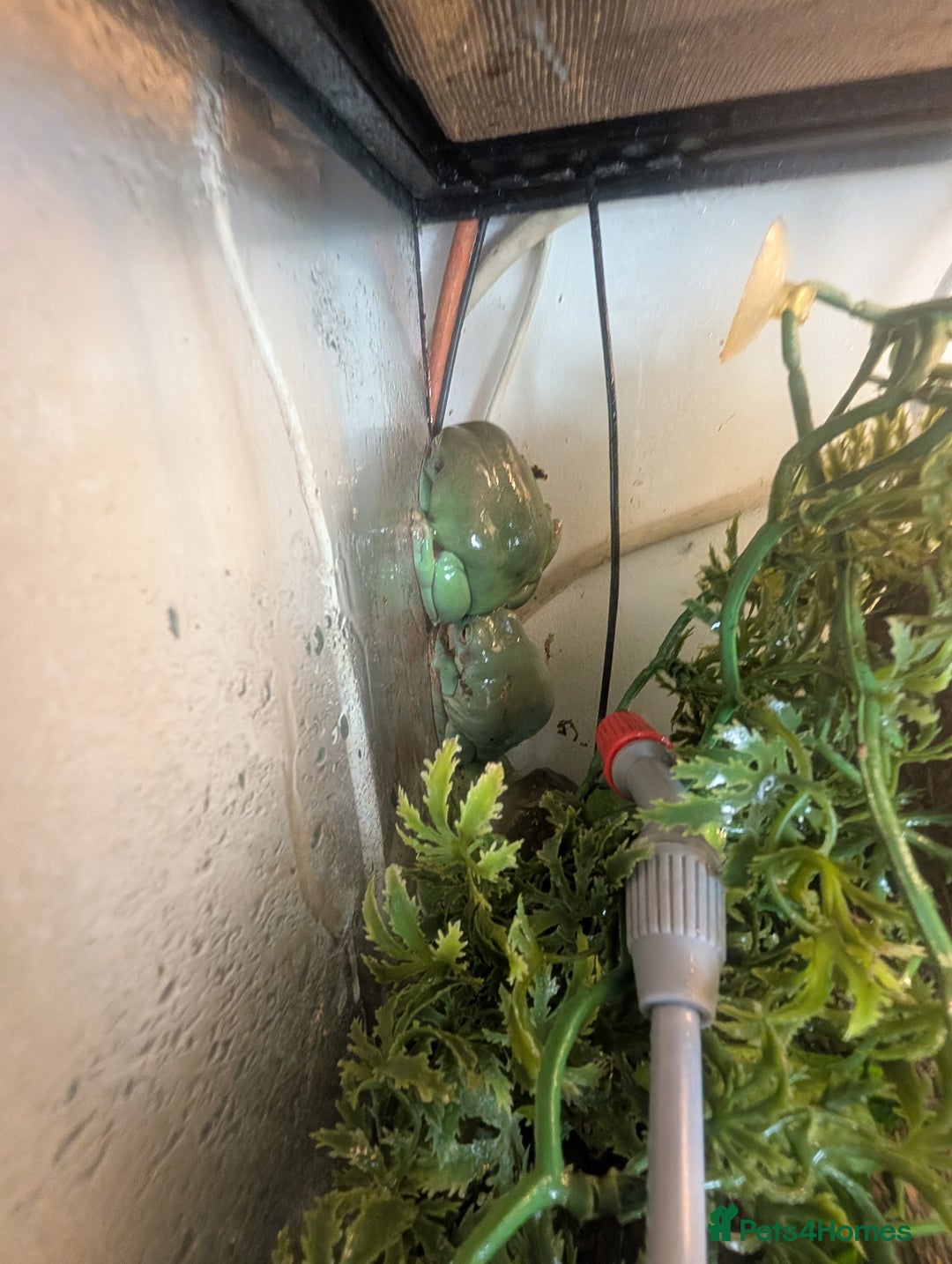 Frog reptiles for sale: Downsizing tree frogs  - Image 3