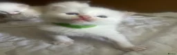 Ragdoll cats for sale: Beautiful ragdolls - Advert 25