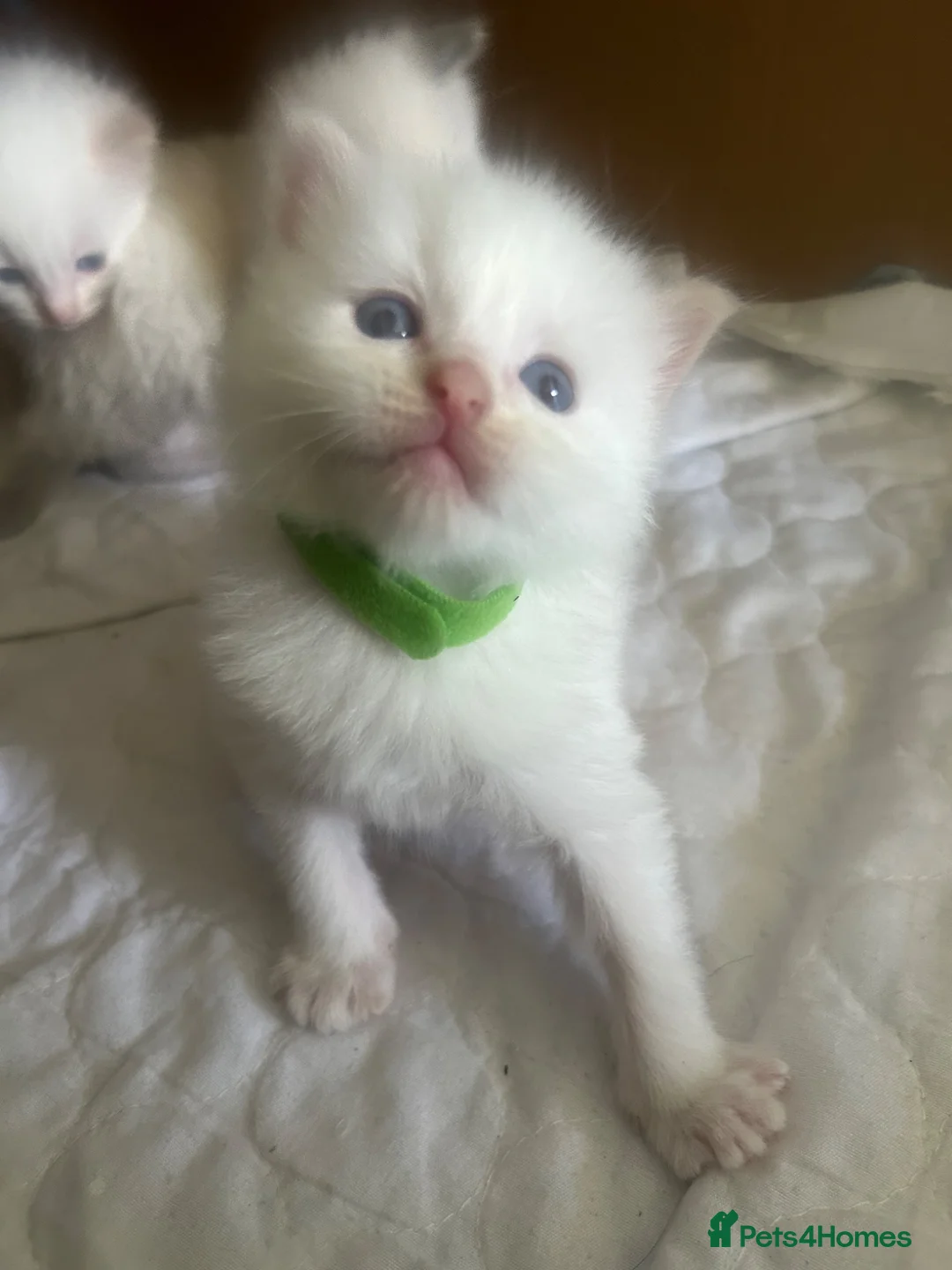Ragdoll cats for sale: Beautiful ragdolls - Advert 25