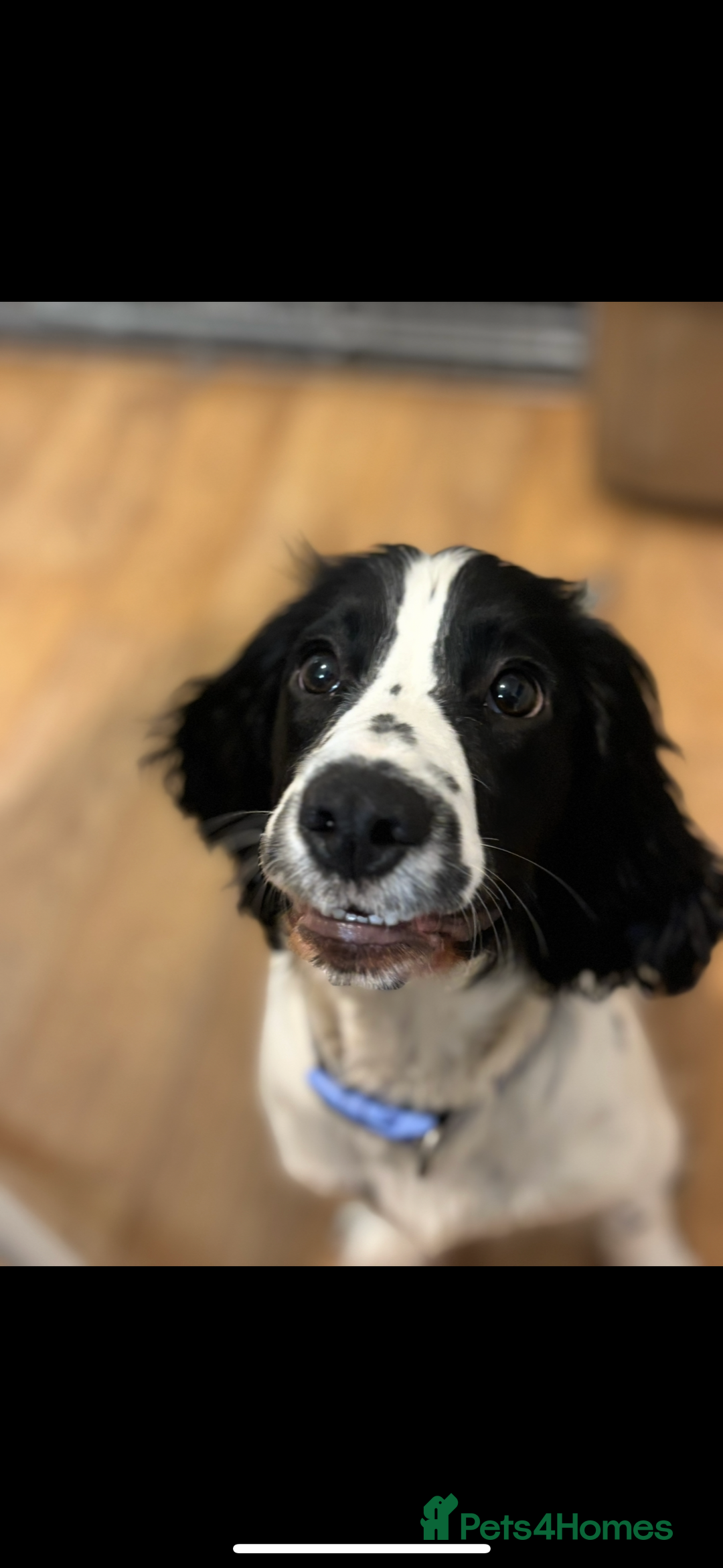 Sprocker dogs for sale: Daisy and dug  - Advert 4