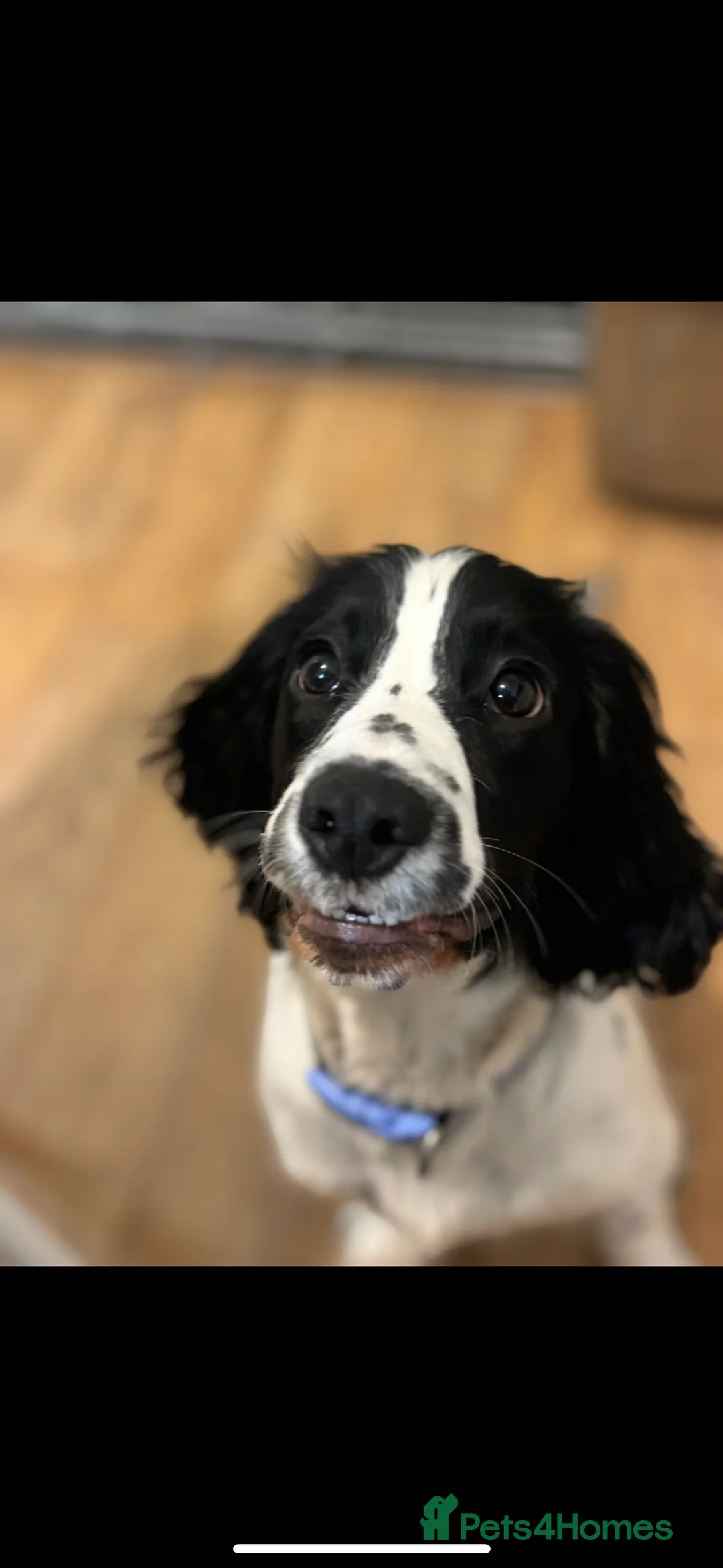 Sprocker dogs for sale: Daisy and dug  - Advert 4