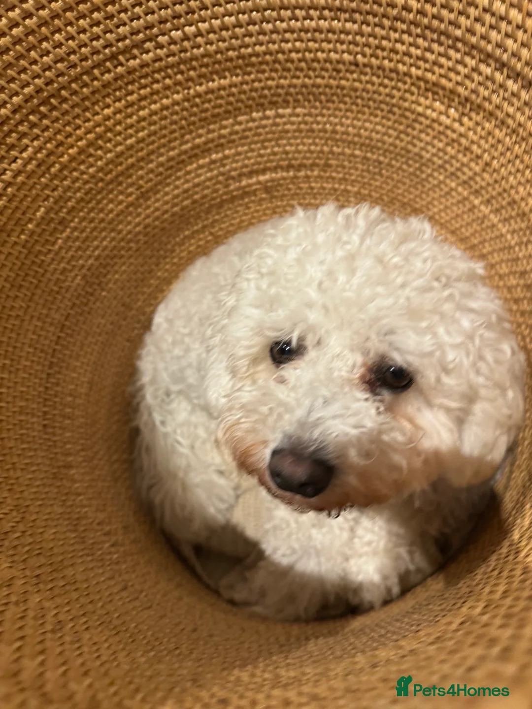 Maltipoo dogs for sale: Adult Maltipoo Sale - Advert 2