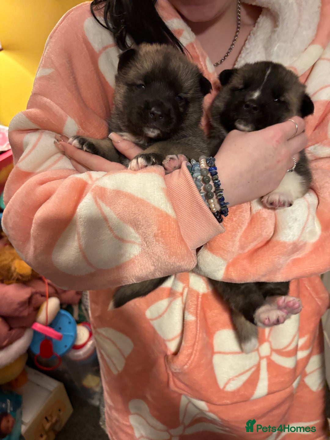 Akita dogs for sale: American Akita puppies - Advert 4