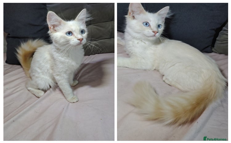 Mixed Breed cats - Advert 4