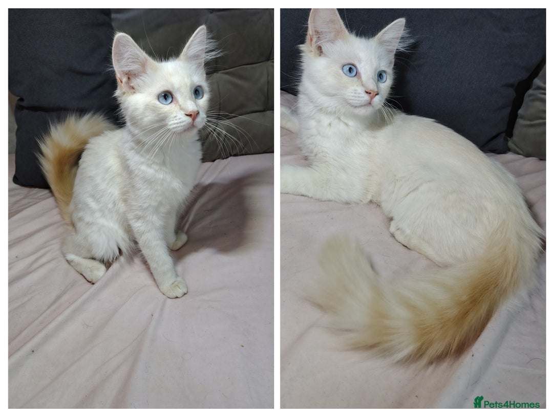 Mixed Breed cats for sale: Long haired Mixed breed ragdoll x ginger mother - Image 1