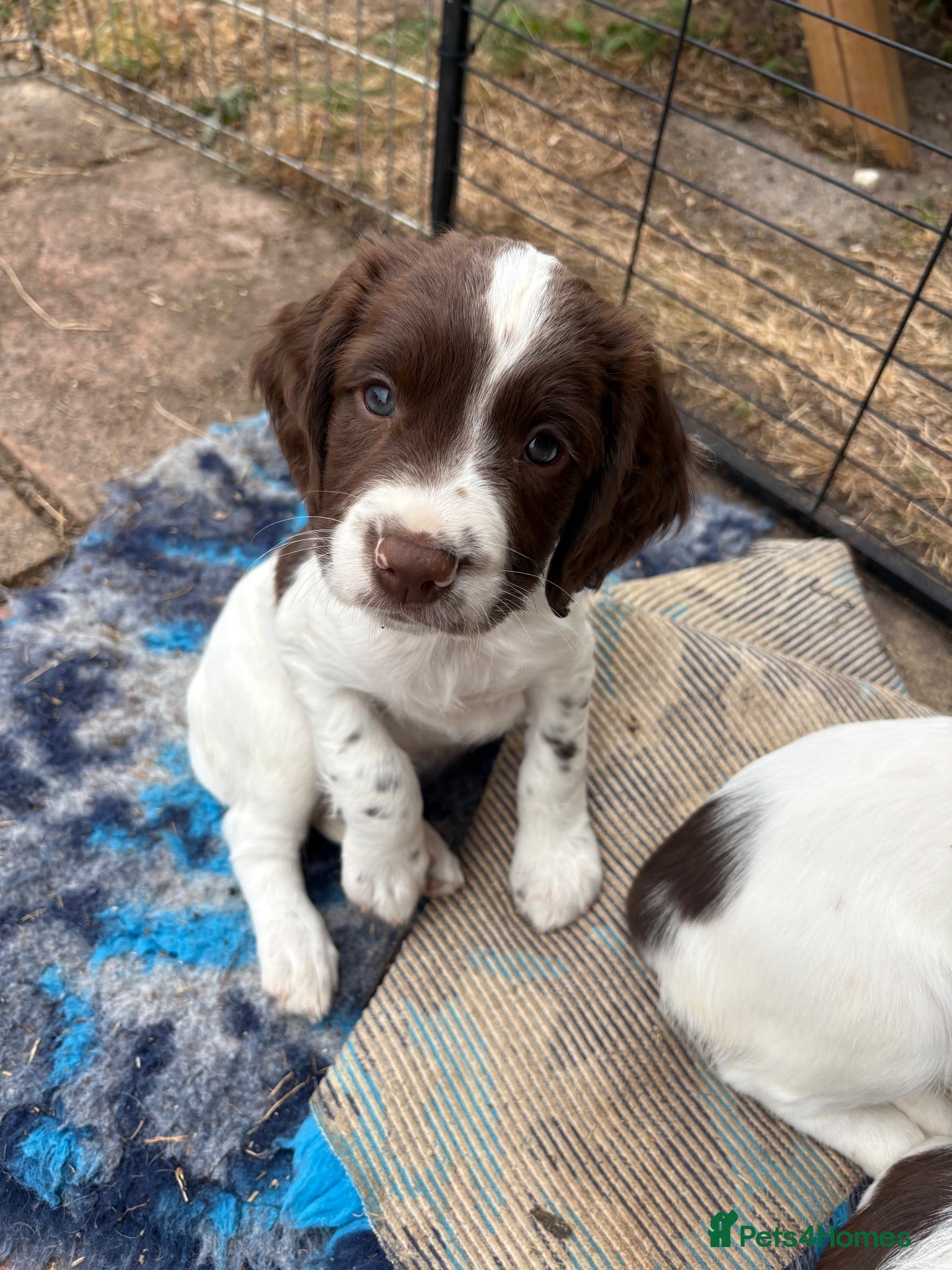 English Springer Spaniel dogs English springer spaniel bitch puppy - Advert 2