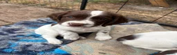 English Springer Spaniel dogs for sale: English springer spaniel bitch puppy in Blandford Forum - Advert 1