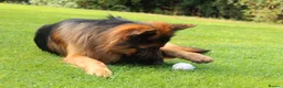 German Shepherd dogs for stud: Long Haired German Shephard For Stud  - Advert 4