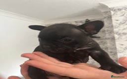 French Bulldog dogs for sale: french bull dog pups for sale - Image 6