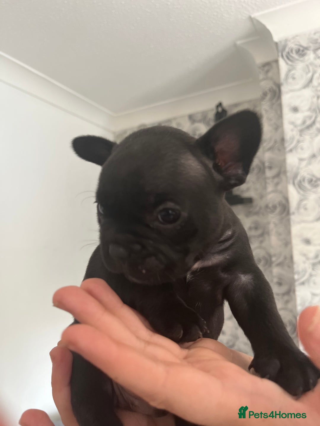 French Bulldog dogs for sale: french bull dog pups for sale - Image 6