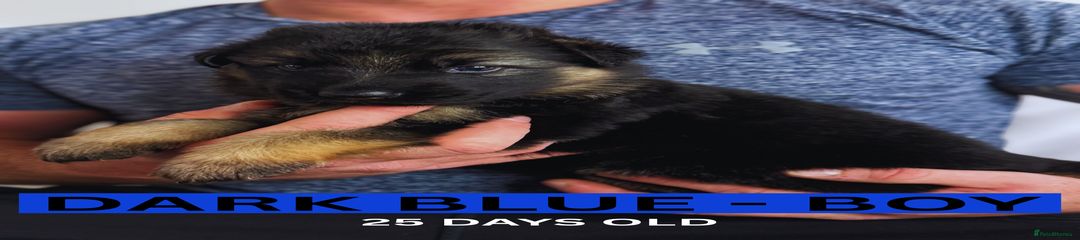 Dark Blue - Boy