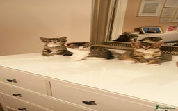 Mixed Breed cats for sale: Adorable kittens in London(SE18)😻❤️😻 - Image 2