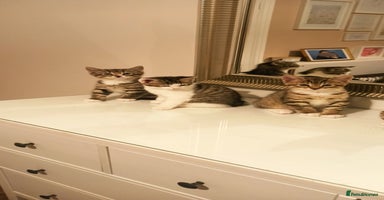 Mixed Breed cats - Advert 11