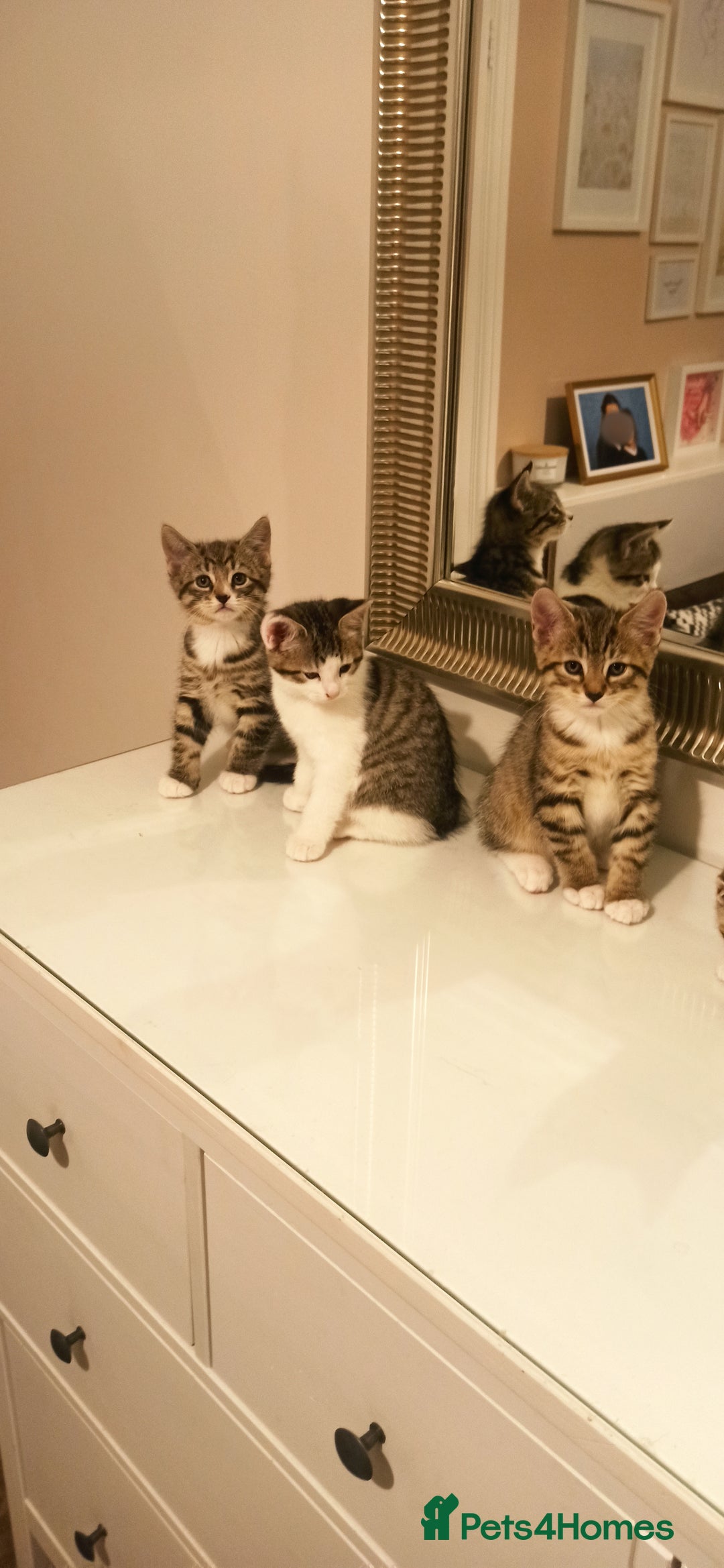 Mixed Breed cats for sale: Adorable kittens in London(SE18)😻❤️😻 - Image 2