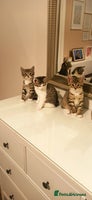 Mixed Breed cats - Advert 6