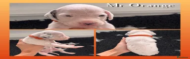 Mr Orange 