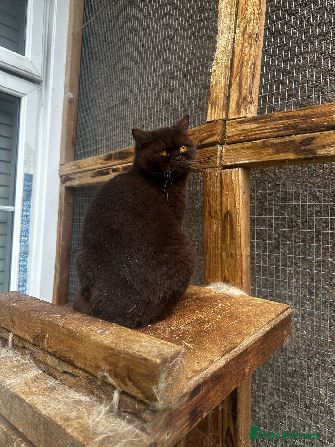 British Shorthair cats for sale: FULL PEDIGREE CHOCOLATE BI COLOUR KITTENS  - Advert 8