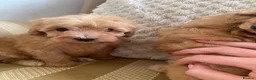 Cockapoo dogs for sale: Adorable Cockapoo Puppies in Chippenham - Advert 4