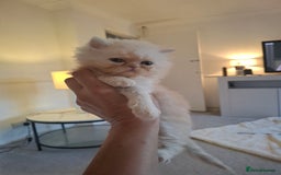 Exotic cats for sale: Exotic persian kittens  - Image 1