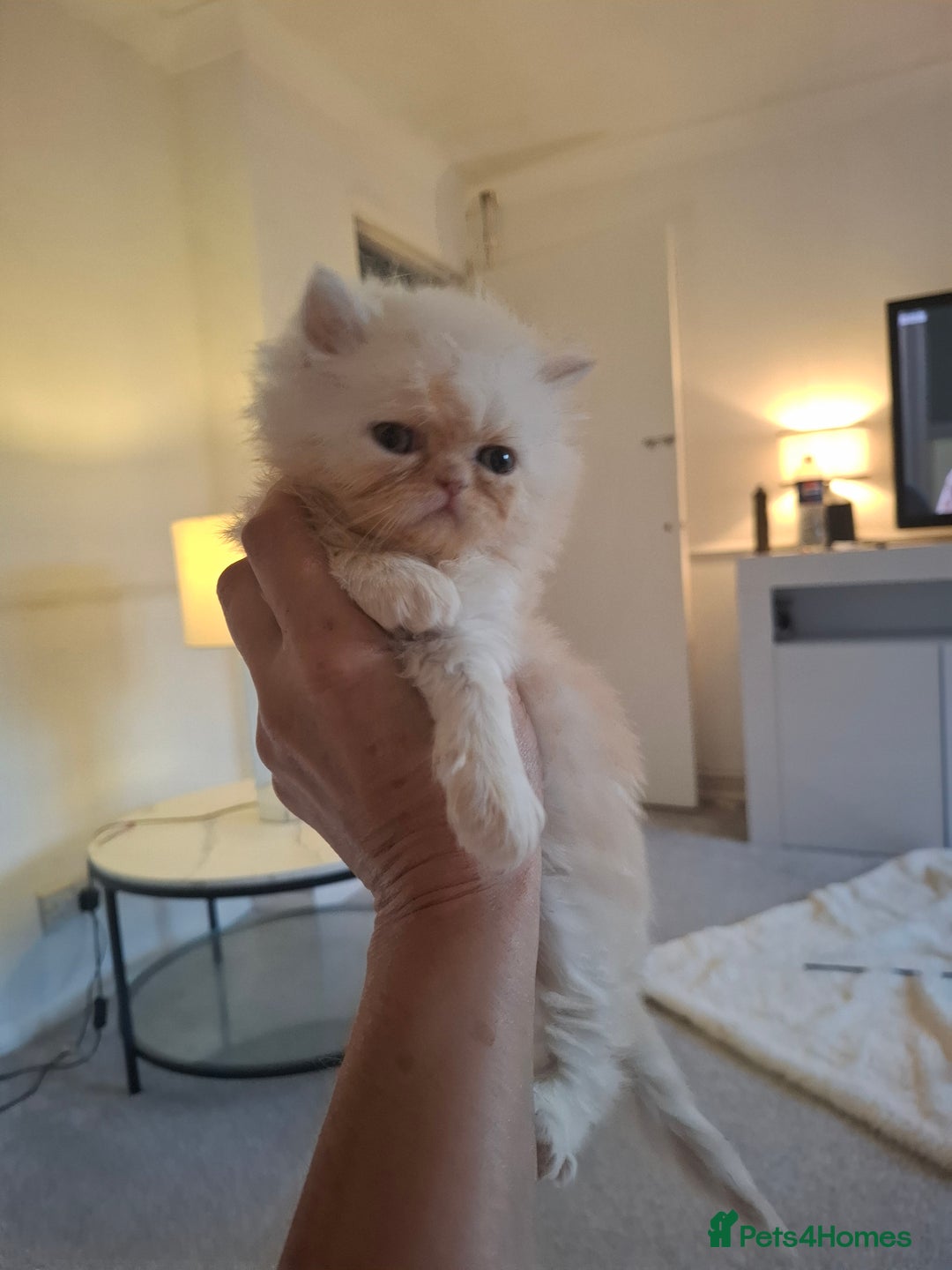 Exotic cats for sale: Exotic persian kittens  - Image 1