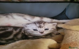 British Shorthair cats for sale: British Shorthair Silver Tabby  - Image 9