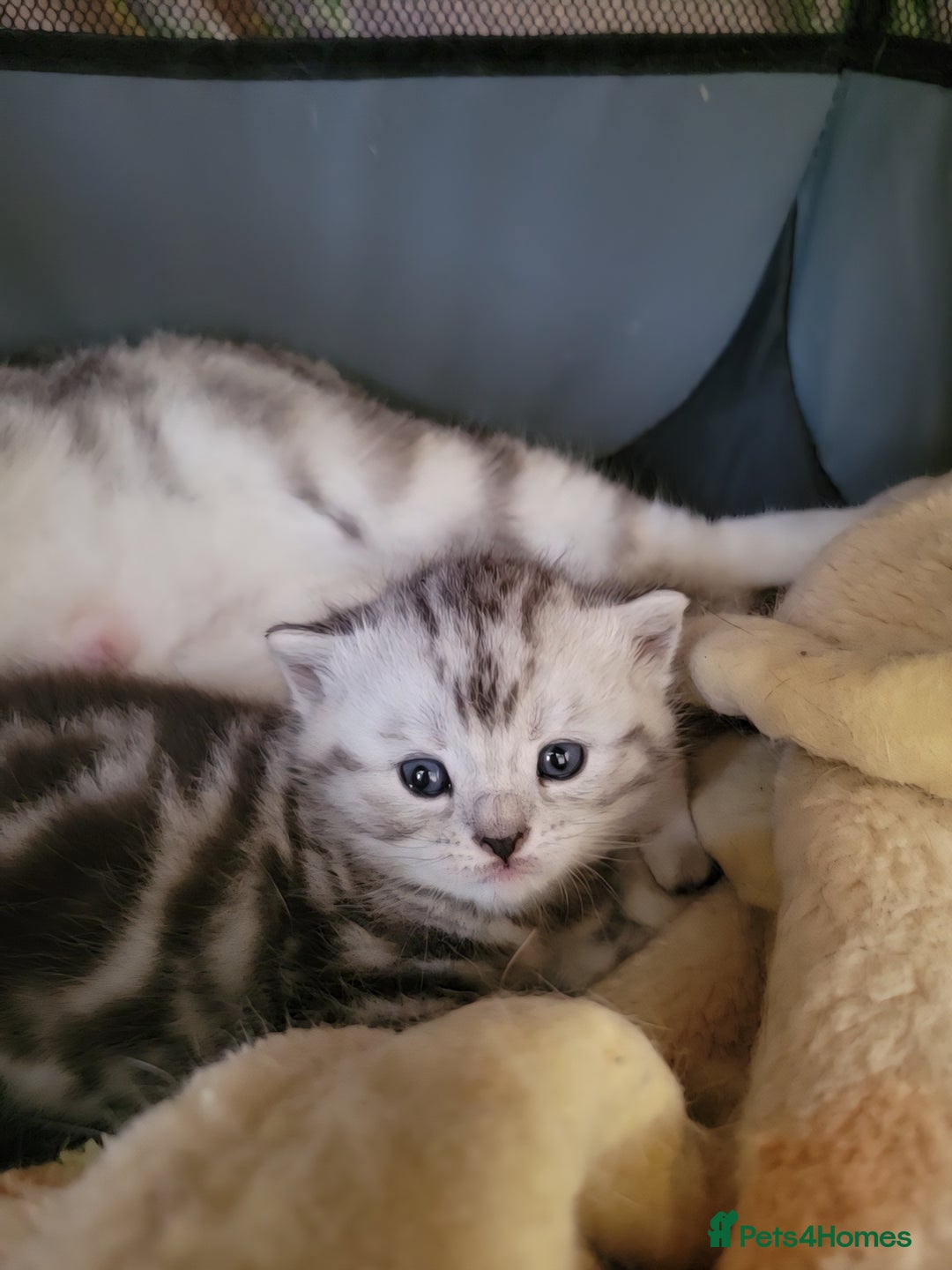 British Shorthair cats for sale: British Shorthair Silver Tabby  - Image 9