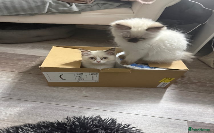 Ragdoll cats 🩵 Beautiful Ragdoll Kittens Ready at 12 Weeks! 🩵 - Advert 1