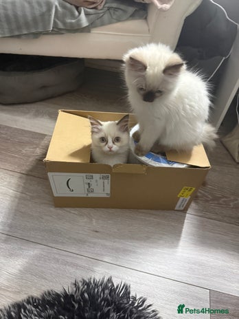 Ragdoll cats 🩵 Beautiful Ragdoll Kittens Ready at 12 Weeks! 🩵 - Advert 1