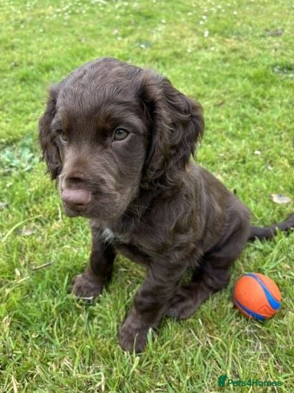 Cocker Spaniel dogs 1 BOY 10 WEEKS KC REG WORKING COCKER PUPPY - Advert 2