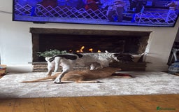 Mixed Breed dogs for sale: Chow bull ❤️ - Image 6
