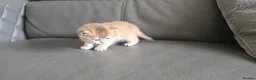 British Shorthair cats for sale: Beautiful Uniquely British Shorthair Kittens 🐾 - Advert 7