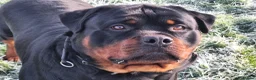 Rottweiler dogs for sale: Kc registerd rottweiler puppies - Advert 3