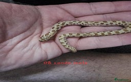 Snake reptiles for sale: Western Hognose Snakes  - Image 9
