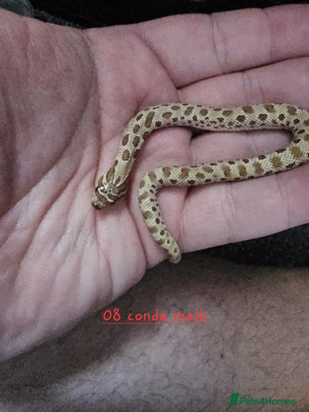 Snake reptiles for sale: Western Hognose Snakes  - Image 9