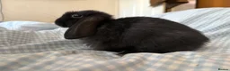 Mini Lop rabbits for sale: Beautiful mini lops for sale - Advert 3