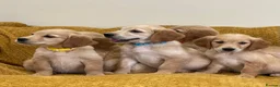 Golden Retriever dogs for sale: Quality litter of KC reg Golden Retriever puppies - Advert 33