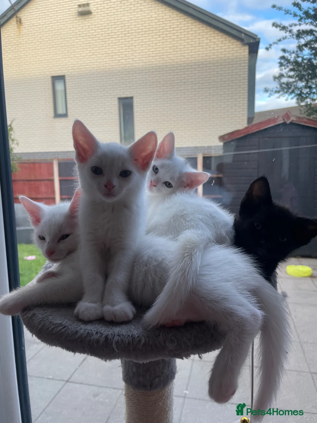 Mixed Breed cats for sale:  Black/dark brown mackerel tabby - Advert 2