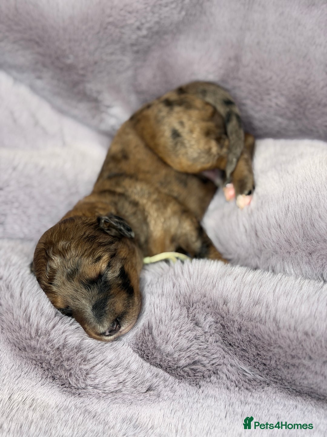 Bernedoodle dogs for sale: Miniature Bernedoodle Puppies - Image 7