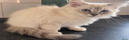 Ragdoll cats for sale: 2 gorgeous ragdoll brothers  - Advert 4