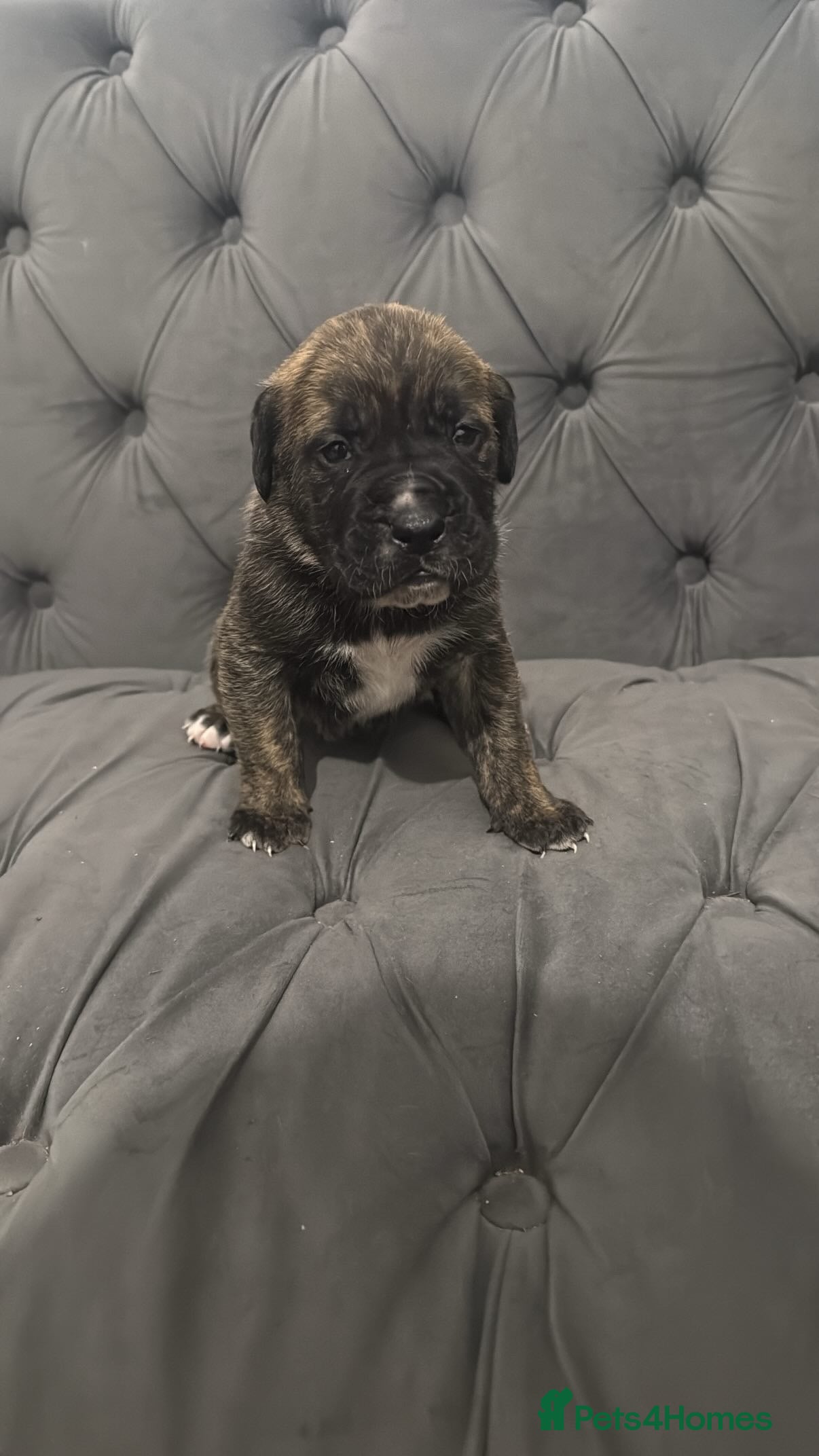 Presa Canario dogs Ground breaking presa Canario pups!! - Advert 18