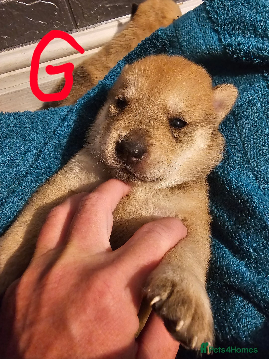 Mixed Breed dogs for sale: Chowsky chow chow x siberian husky  - Advert 10