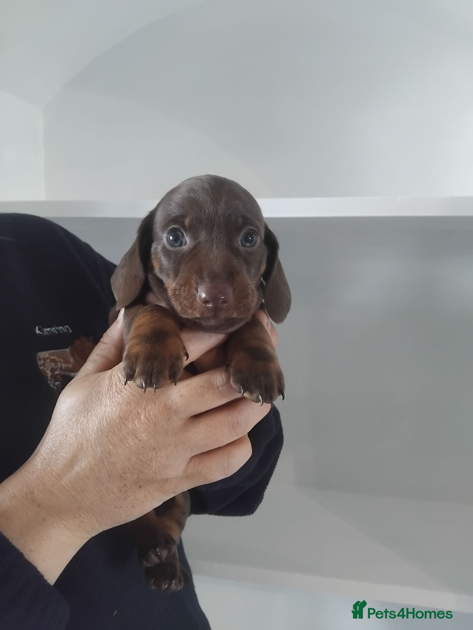 Miniature Dachshund dogs Kc registered miniature dachshund puppies - Advert 1