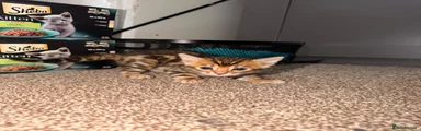 Male Bengal 3