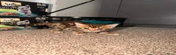 Bengal cats for sale: Stunning bengals for sell, 3 Males, 1 Female - Advert 6