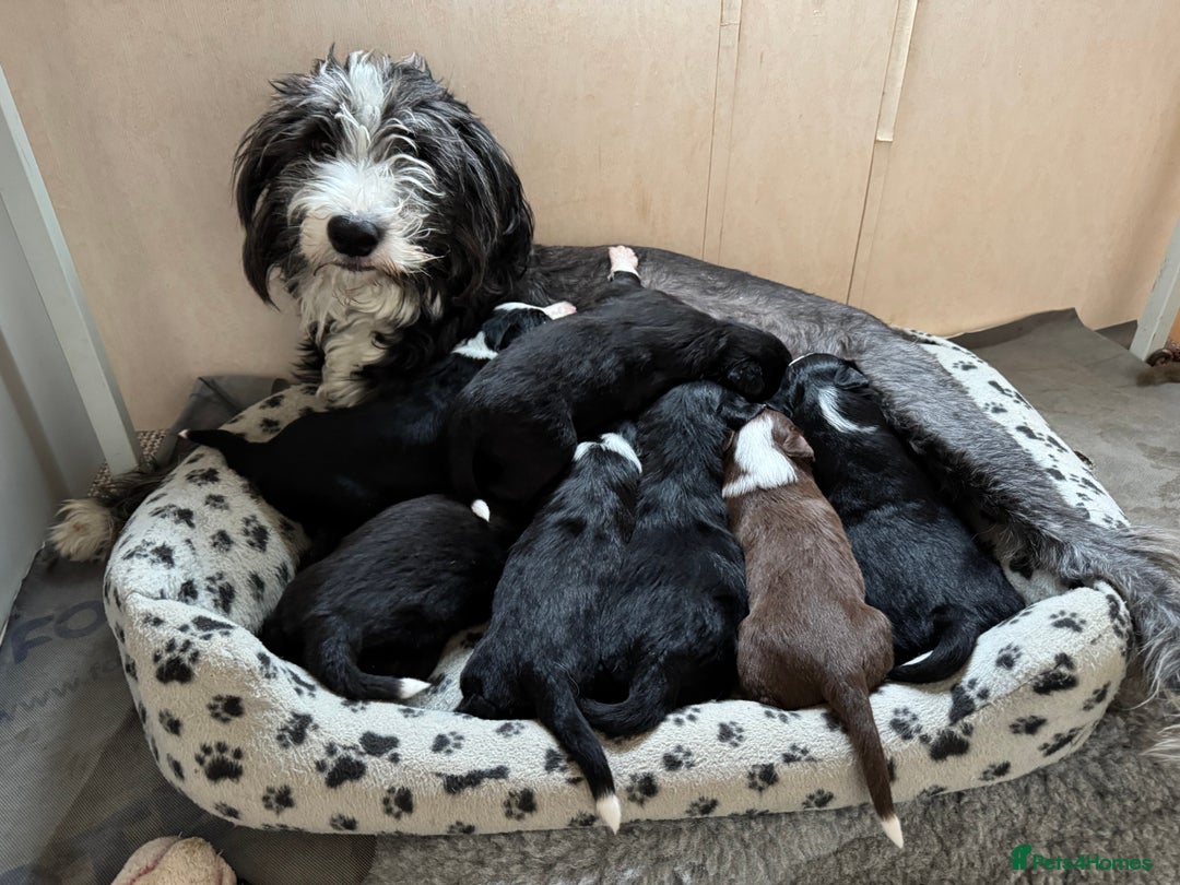 Bearded Collie dogs for sale: 6 Bearded Collie Pups - Image 1