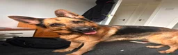 German Shepherd dogs for sale: Quality Straight Backed German Shepherd Puppies - Advert 9