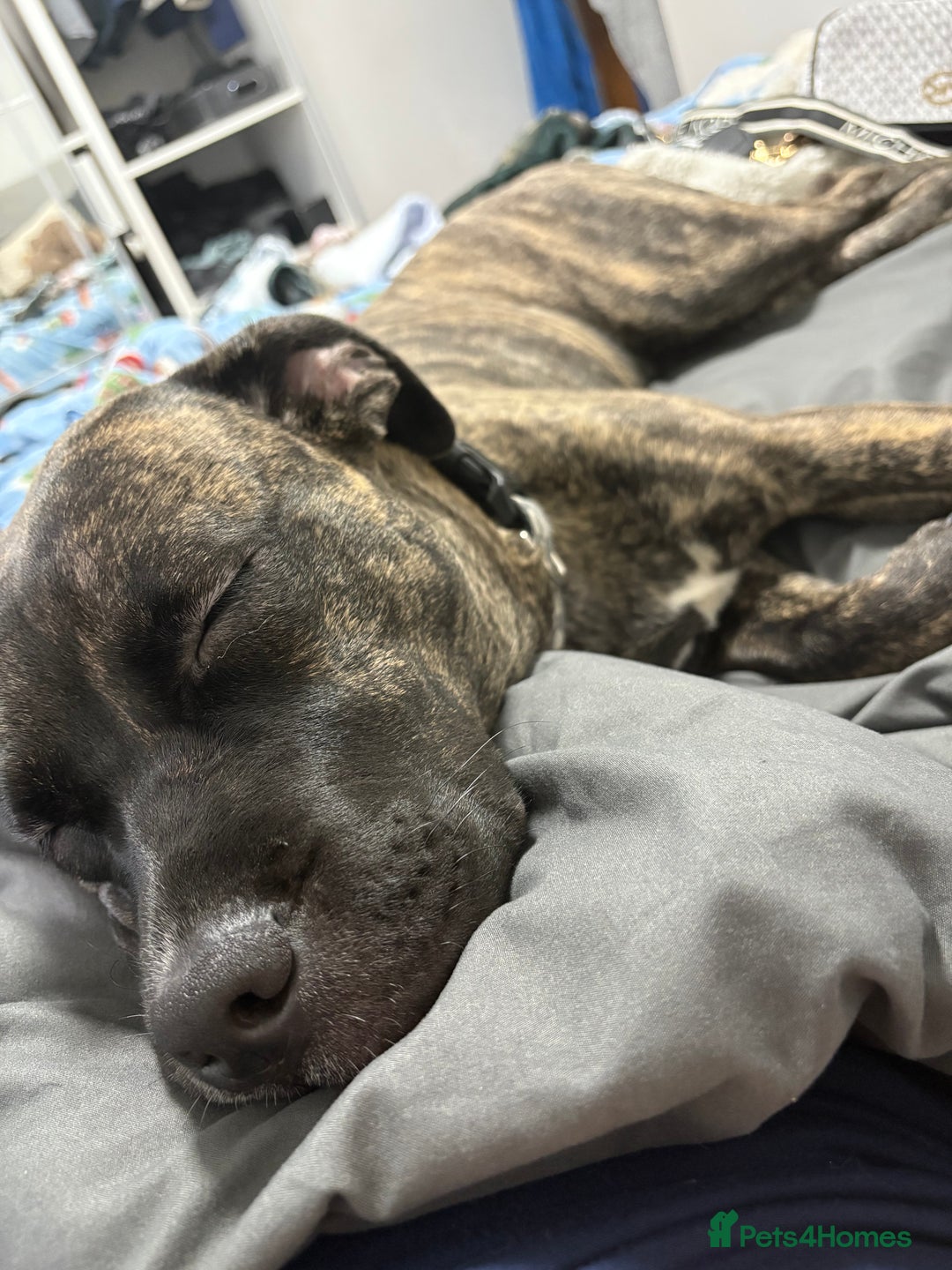 Mixed Breed dogs for sale: This is nova - Advert 14