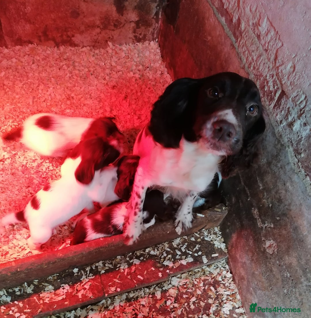 English Springer Spaniel dogs for sale: 7 weeks old D. O.B 23.10.25  - Advert 3